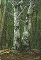 Summer Beech Forest